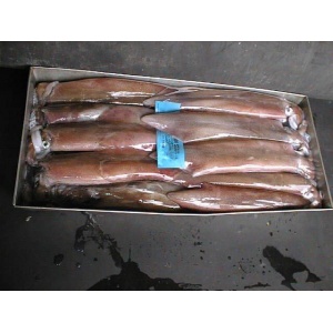 pesce-mediterraneo-calamari