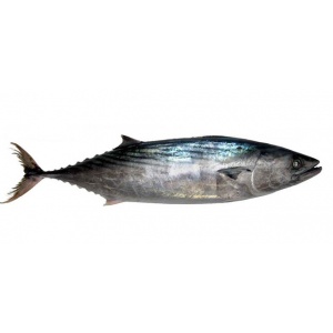 pesce-mediterraneo-palamita