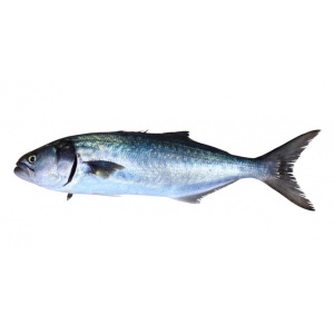 pesce-mediterraneo-pesce-serra